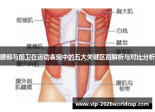 腰部与前卫在运动表现中的五大关键区别解析与对比分析
